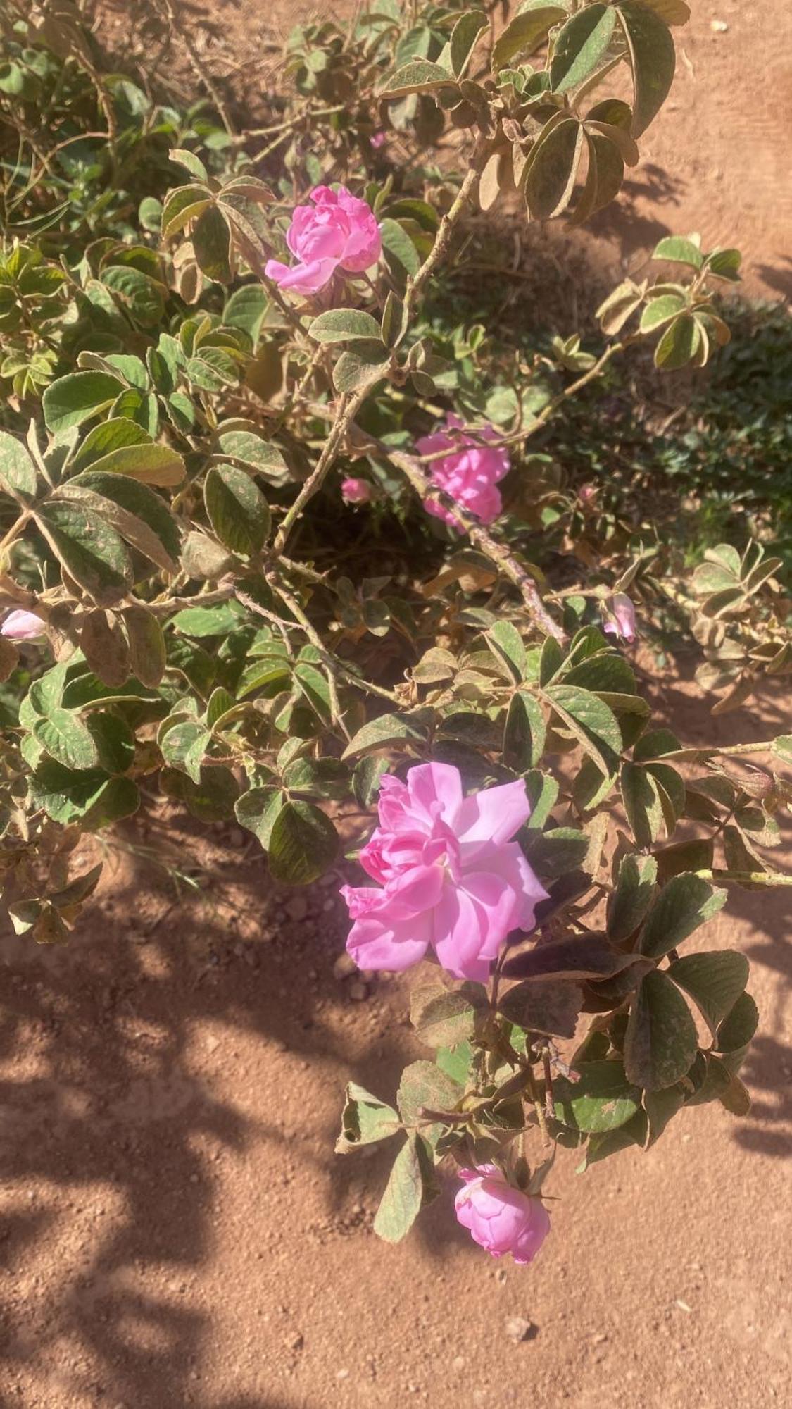 Dar Mgouna Roses Kelaat-M'Gouna Exterior photo